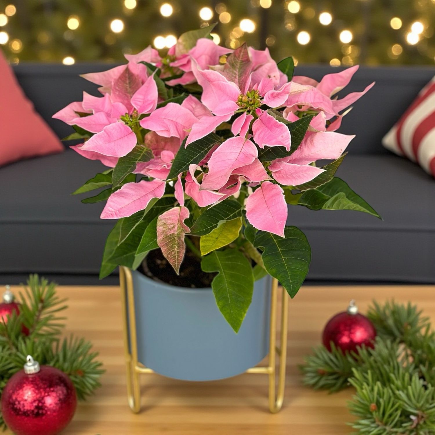Poinsettia In Planter