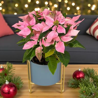 Poinsettia In Planter