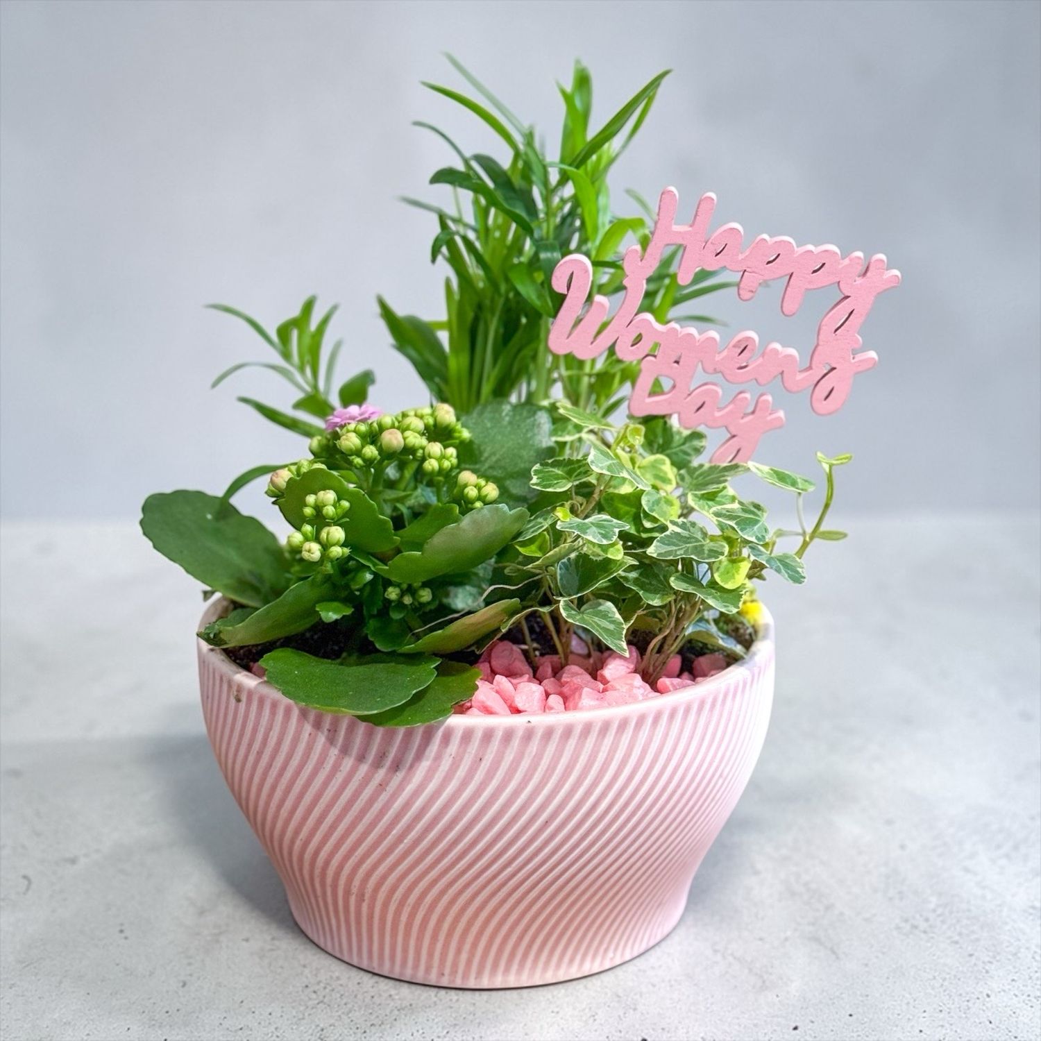 Plant Trio (Women's Day Edition)