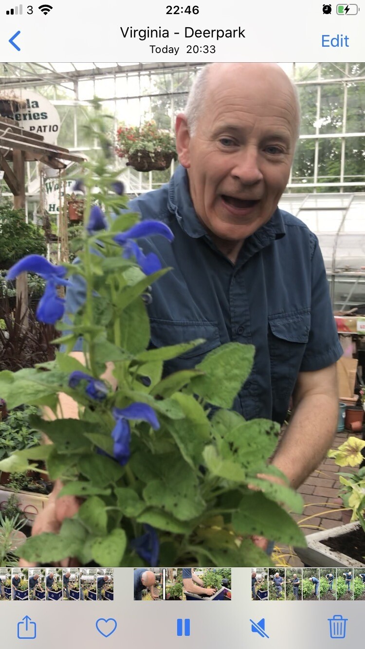 SALVIA PATENS 
