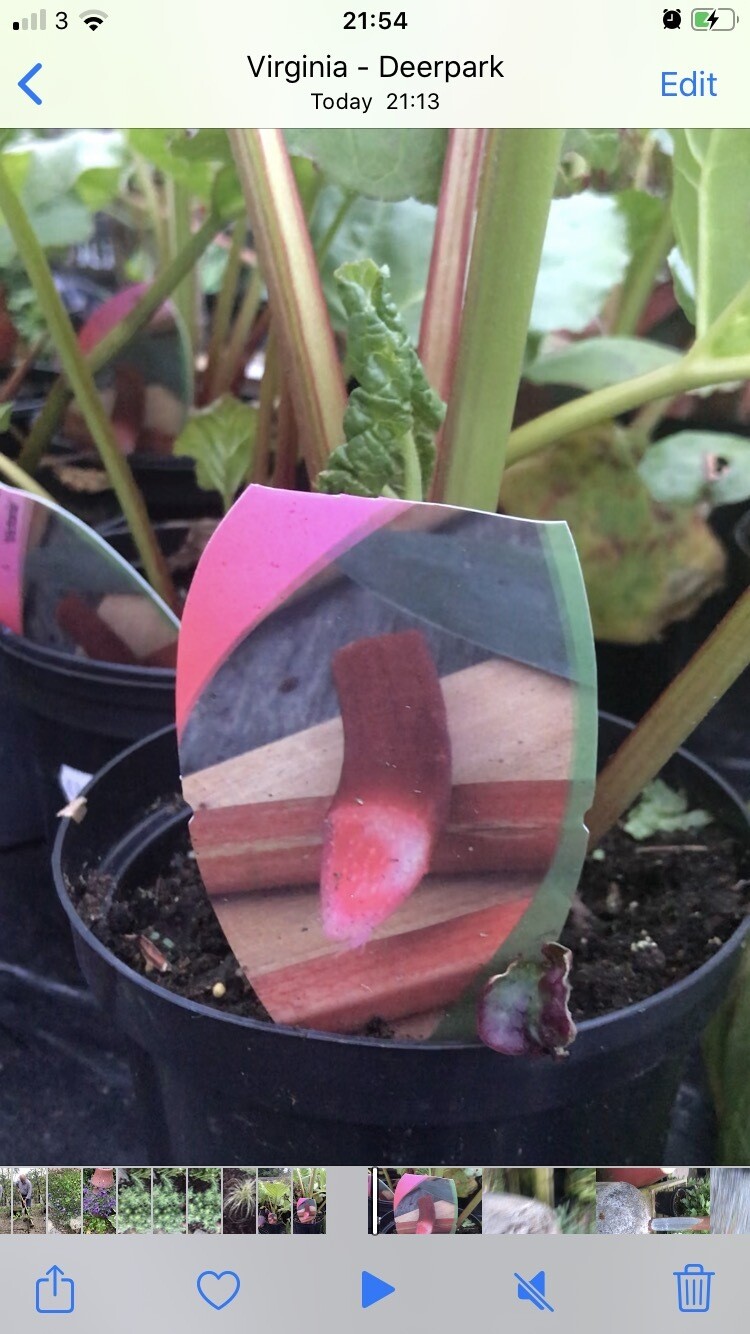 CHAMPAGNE RHUBARB          healthy Plants Deep Red 
