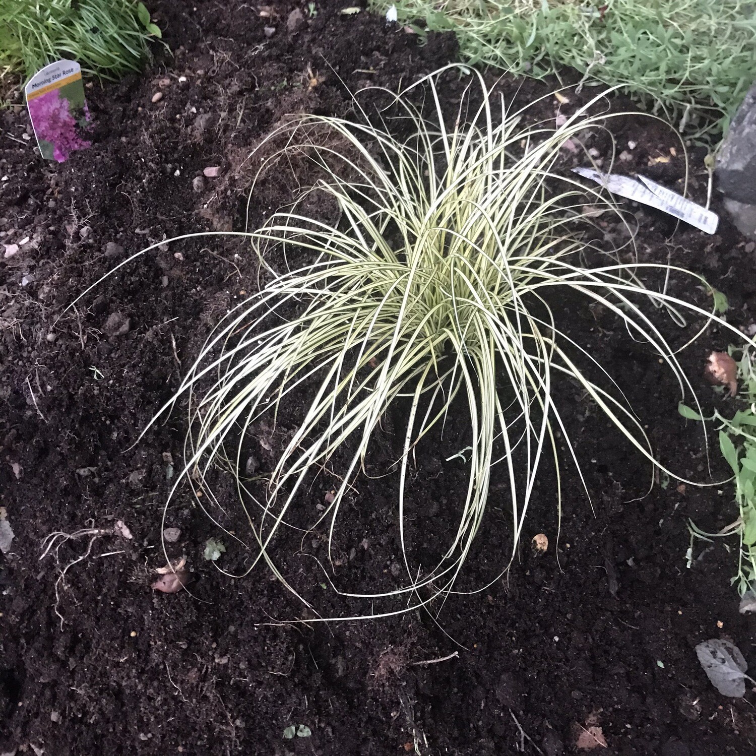 SEDGE GRASS  Lasts For Years