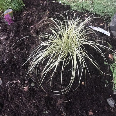 SEDGE GRASS  Lasts For Years