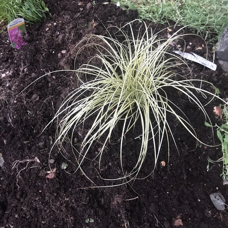 SEDGE GRASS  Lasts For Years