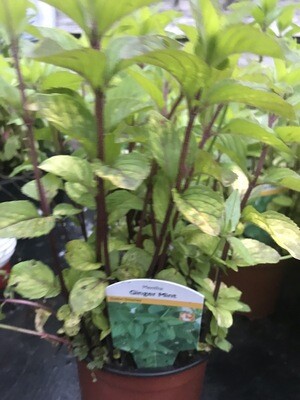 Ginger Mint
