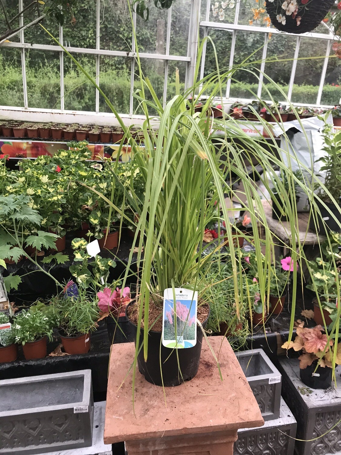 Pink Pampas Grass