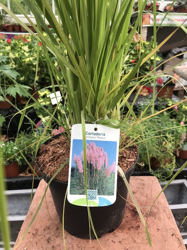 Pink Pampas Grass