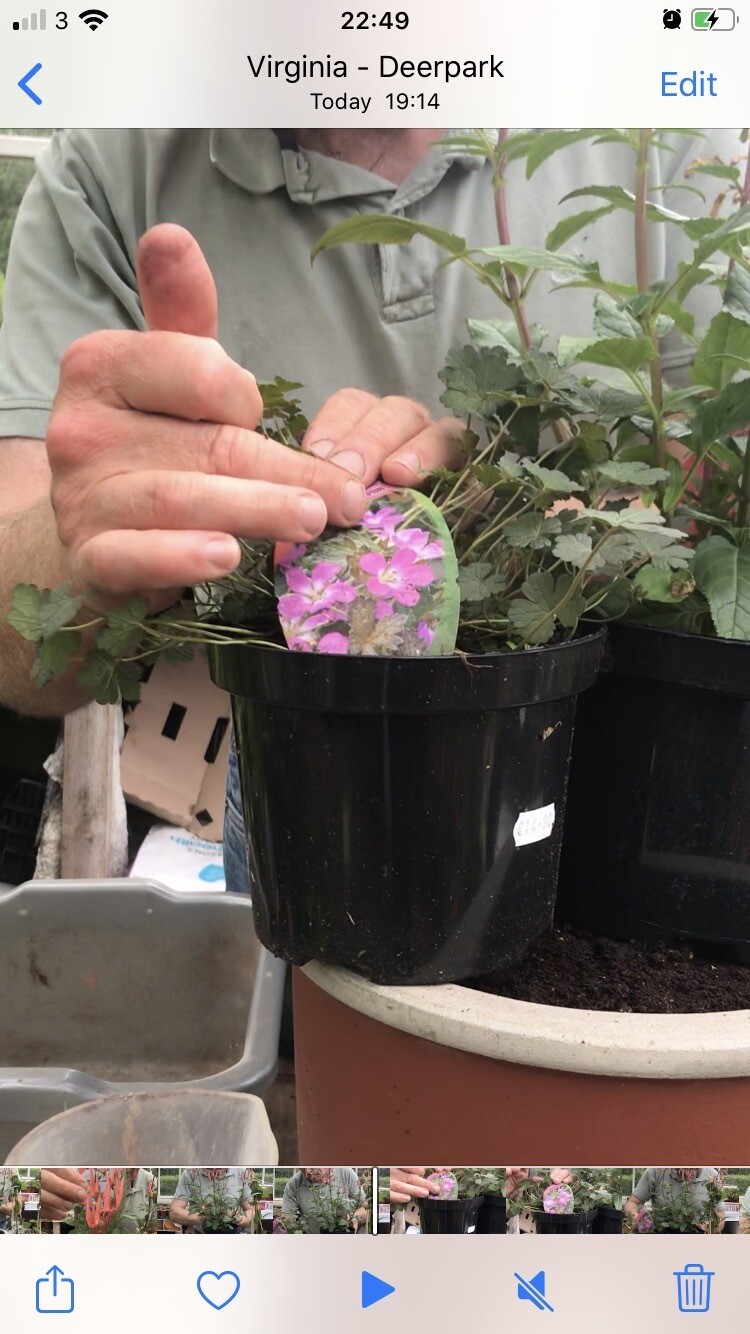 Geranium Orkney Cherry low Carpet Plant with dark foliage and Pink flowers that last for months NATIONWIDE DELIVERY 