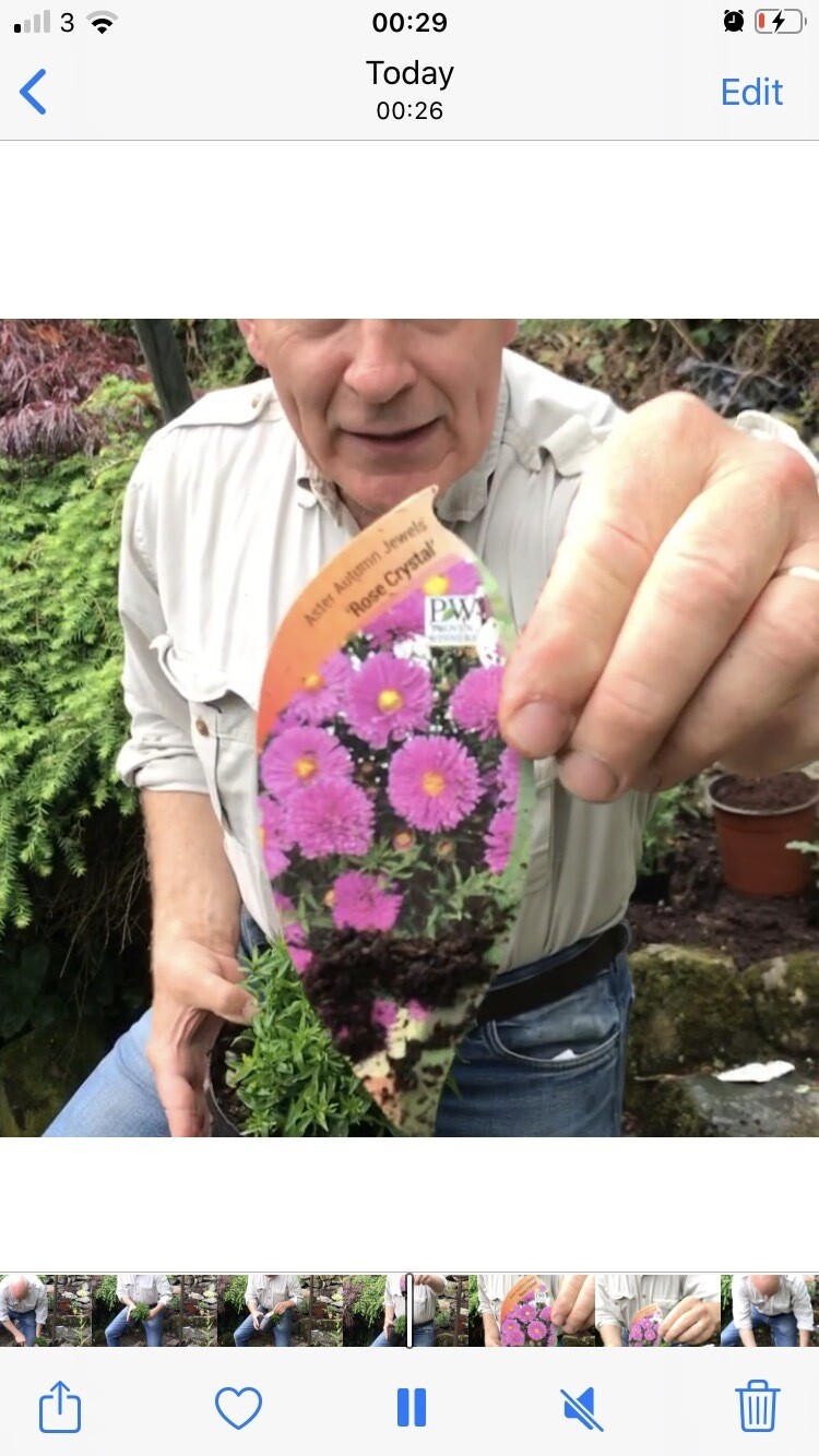 ASTER ROSE CRYSTAL tough low growing perennial .Smothered from late summer into autumn with pink daisy like flowers.Winter hardy and lasts for years May be pruned when delivered to help them establish