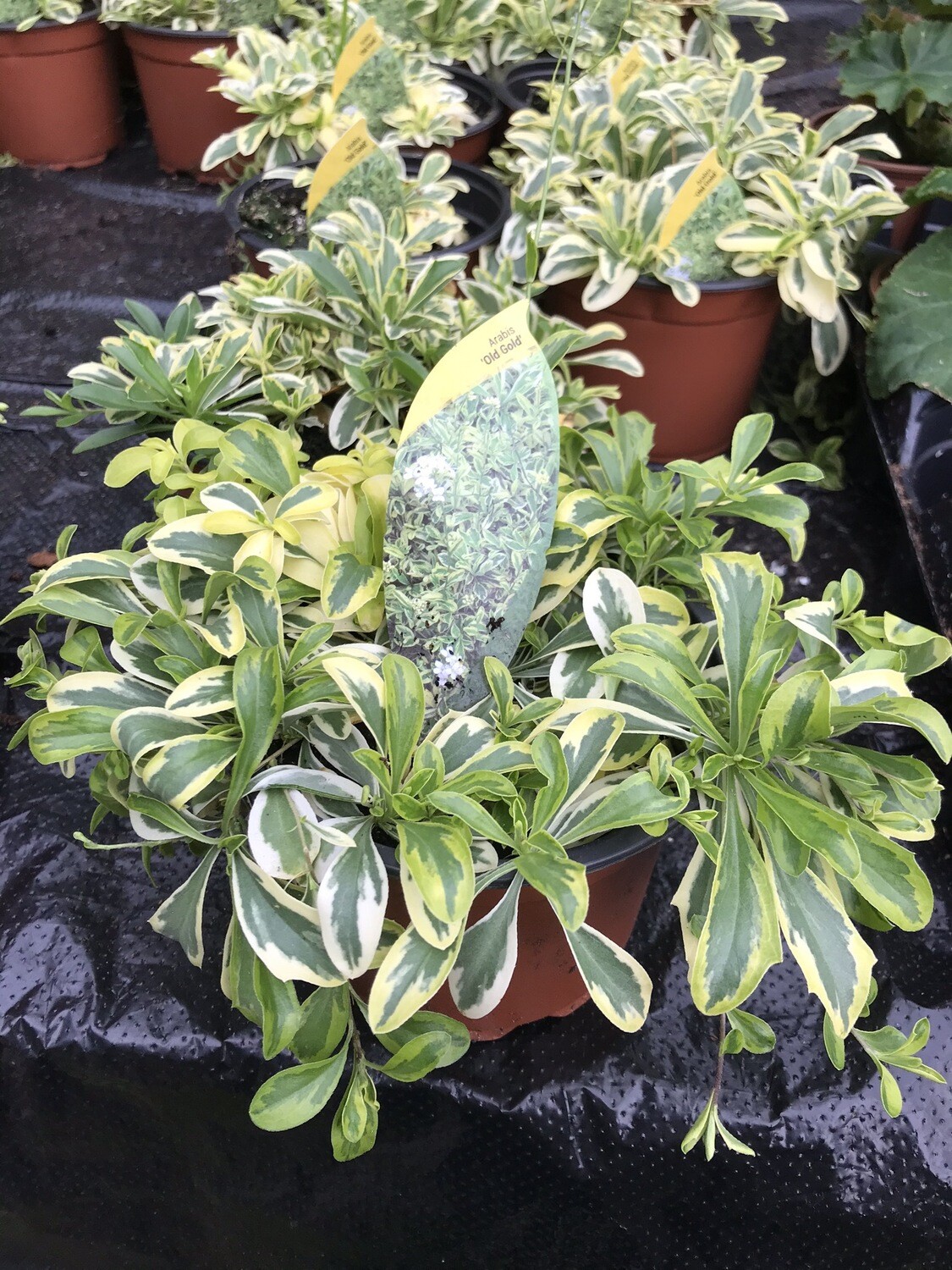 ARABIS OLD GOLD colourful Carpeting Plant NATIONWIDE DELIVERY 