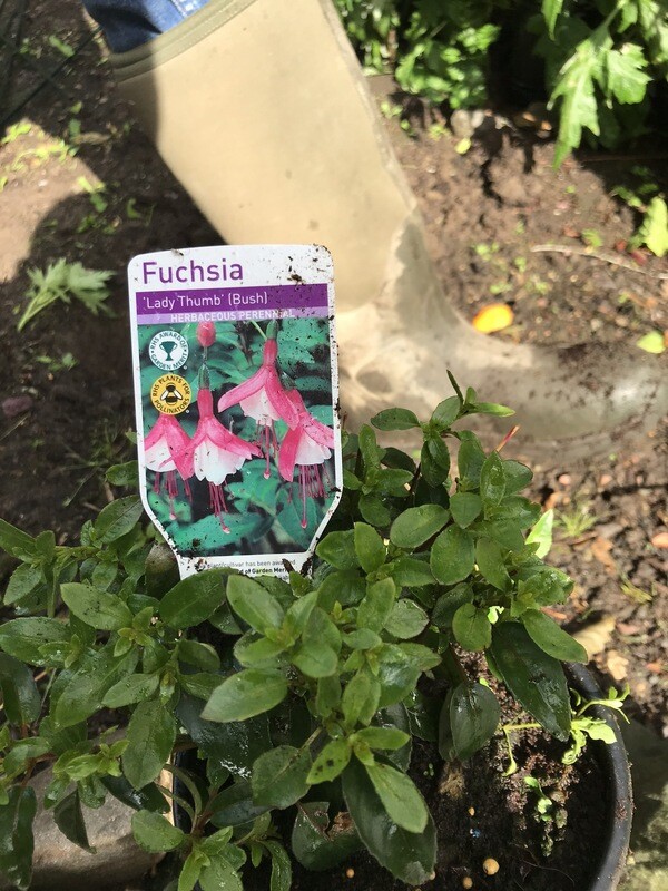 Fuchsia 'Tom Thumb'