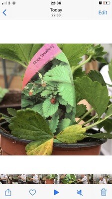 ALPINE STRAWBERRIES delicious thimble sized fruit ...non Stop from June until November NATIONWIDE DELIVER 