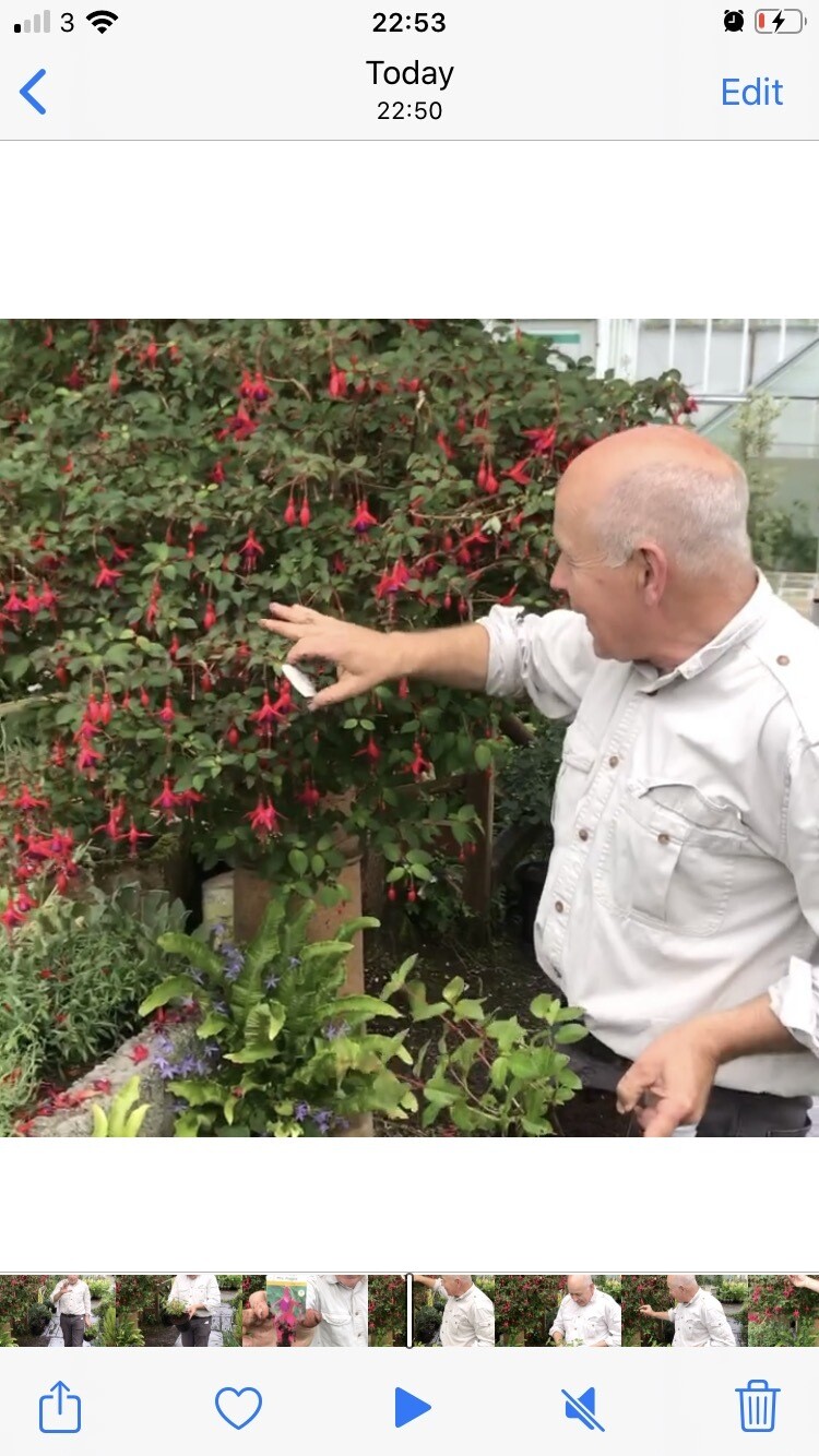 FUCHSIA MRS POPPLE winter hardy fuchsia Strong Plants ready to flower Good In pots or beds