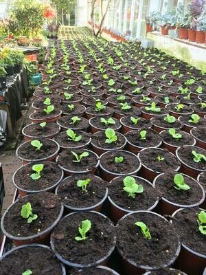 Plant Food - Fertiliser