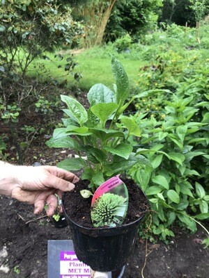 ECHINACEA MILK SHAKE flowers in summer and early autumn . Lasts For Years!
