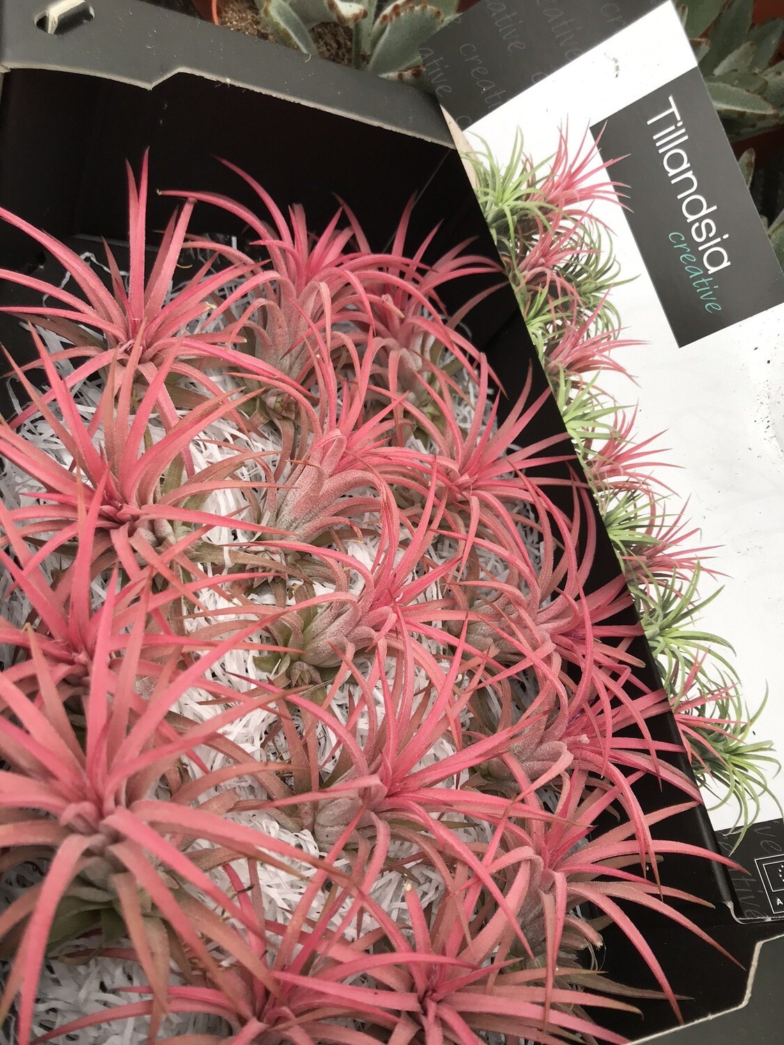 PINEAPPLE AIR PLANTS ..NATIONWIDE DELIVERY