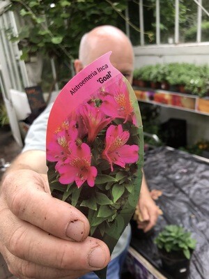 PRINCESS LILY ALSTROMERIA VITO a dwarf princess lily that flowers non stop from June until October and lasts for years