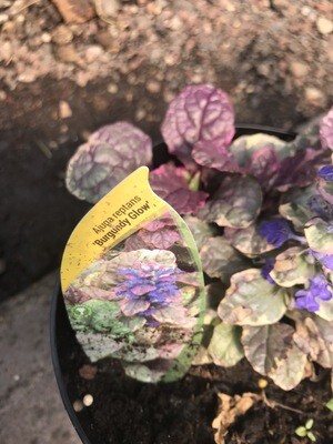 AJUGA BUGLE BURGUNDY GLOW carpet plant With purple flowers that Is ideal on banks spreading In beds !