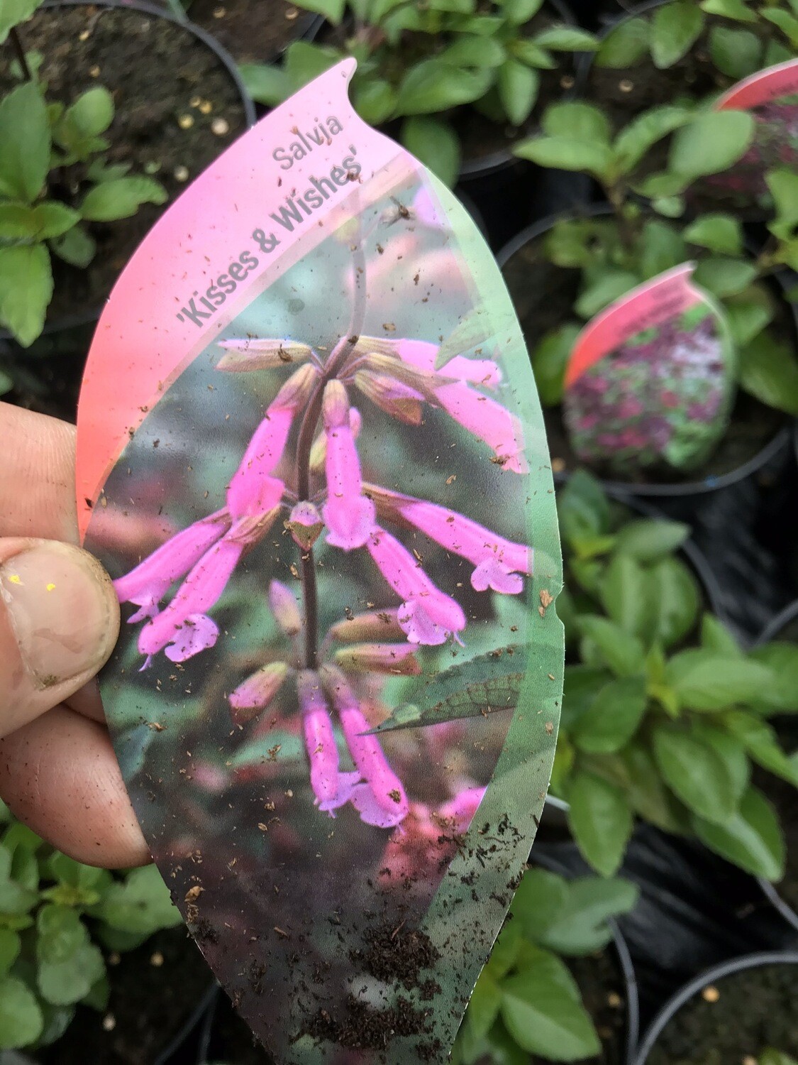 SALVIA KISSES AND WISHES ..flowers from June Until October and lasts for years !NATIONWIDE DELIVERY