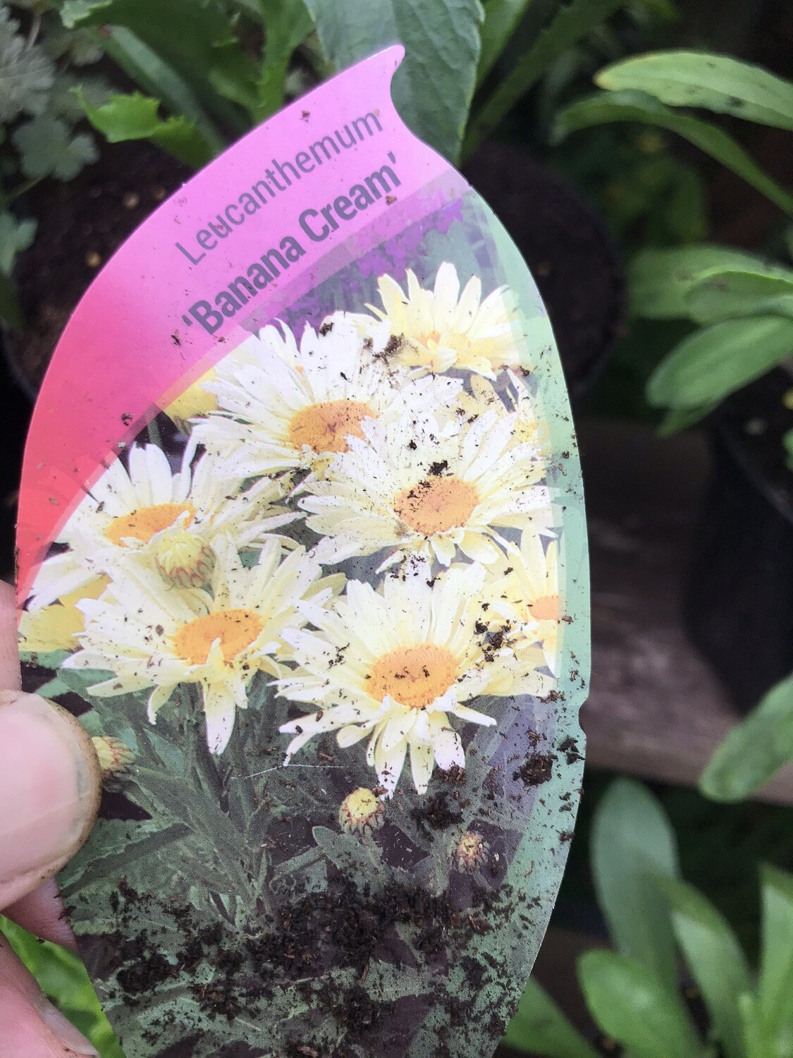 SHASTA DAISY BANANA CREAM ..months yellow daisy like flowers with a deep yellow eye on strong stems .May be pruned back to help them establish.