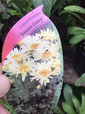 SHASTA DAISY BANANA CREAM ..months Of daisy like flowers on strong stems ALL IRELAND DELIVERY