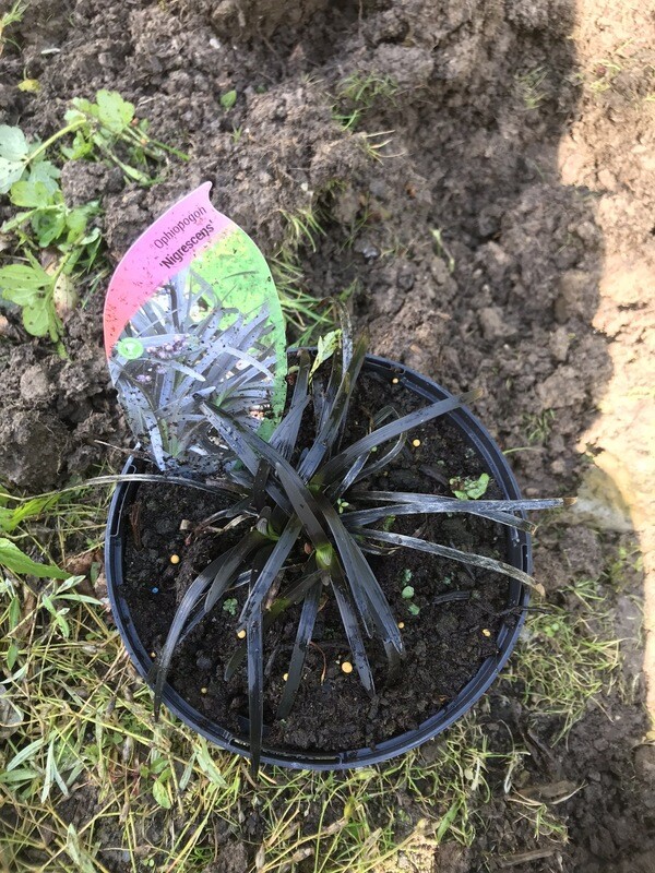 OPHIOPOGON NIGRESCENS BLACK MONDO GRASS .Good In pots ,beds or rockeries! Strikingly black strapping foliage which curls back on itself. Unique in form and colour. OPHIOPOGON NIGRESCENS BLACK MONDO GRASS .Good In pots ,beds or rockeries! Strikingly black strapping foliage which curls back on itself. Unique in form and colour.
