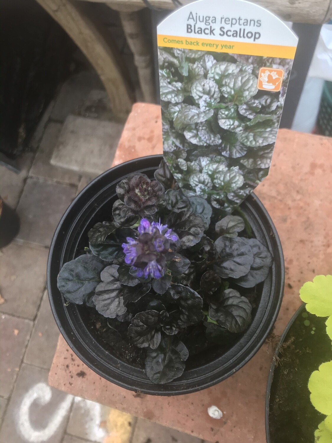 AJUGA BLACK SCALLOP