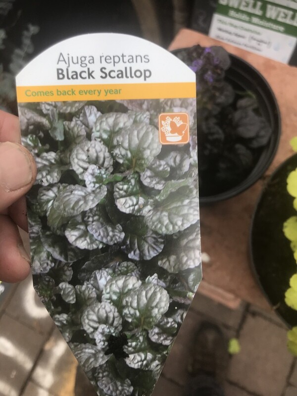 AJUGA BLACK SCALLOP