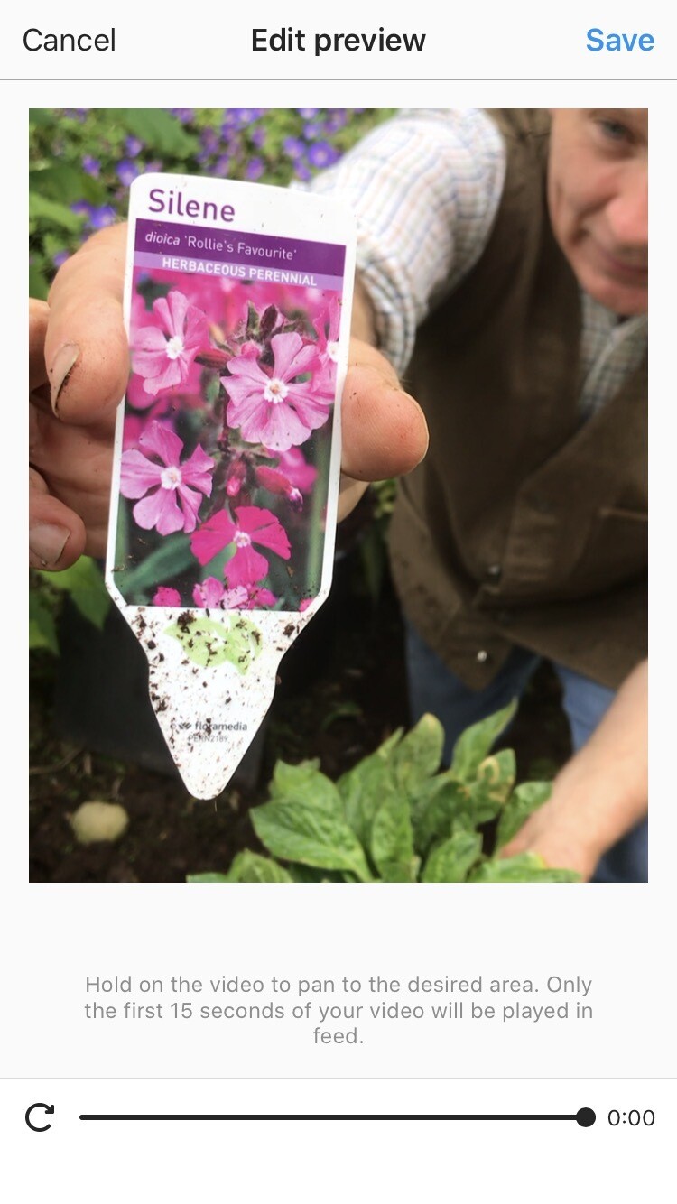 SILENE ROLLIES FAVOURITE ,non stop flowers ,thrives on neglect and Lasts forever!