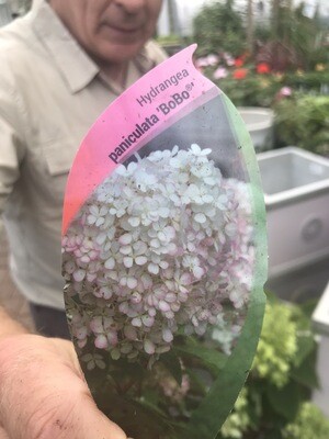 HYDRANGEA BO BO
 non stop flowers from July Until October Flowers large Cone like open white turning pink Good in pots or beds ALL IRELAND DELIVERY