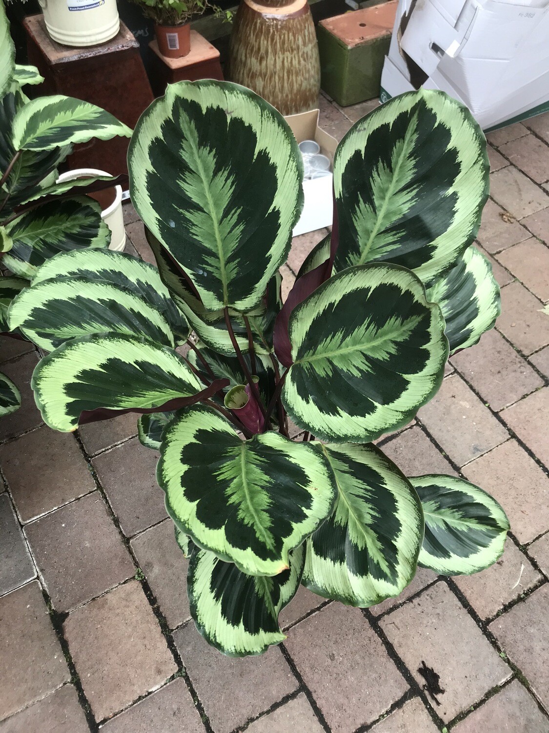 Calathea &#39;Medallion&#39; (Prayer plant)