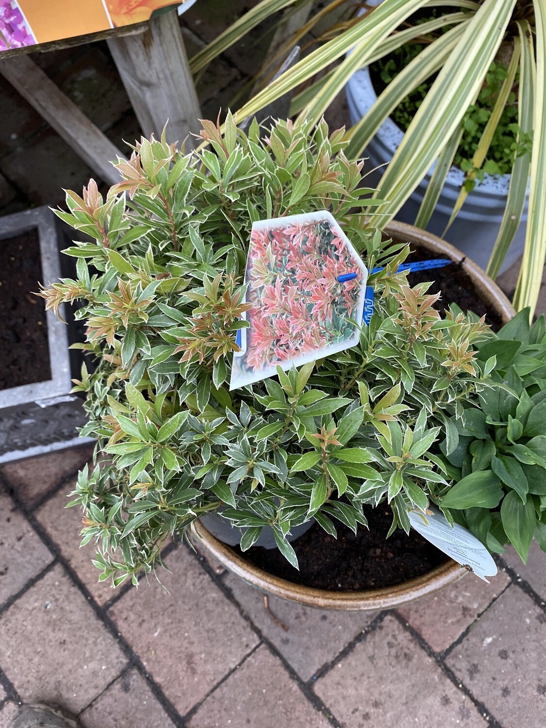 Pieris &#39;Little Heath&#39;