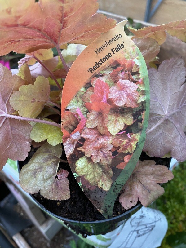 HEUCHERELLA REDSTONE FALLS a low growing evergreen that is happy spilling out of pots ,baskets or over walls !