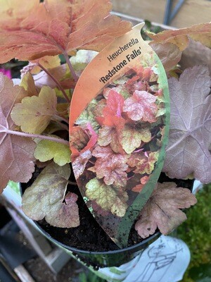 HEUCHERELLA REDSTONE FALLS a low growing evergreen that is happy spilling out of pots ,baskets or over walls !