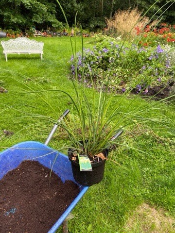 Dwarf Pampas Grass