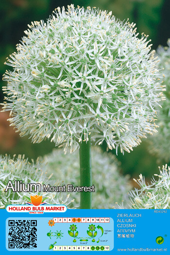 1 Allium Mount Everest