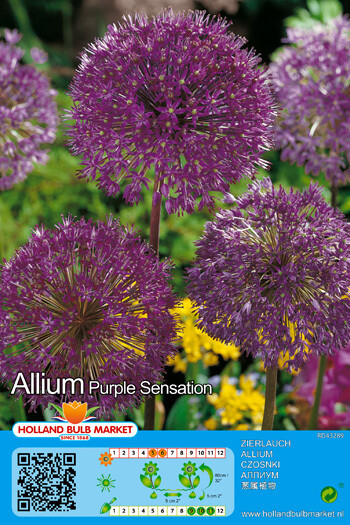 1 Allium Purple Sensation