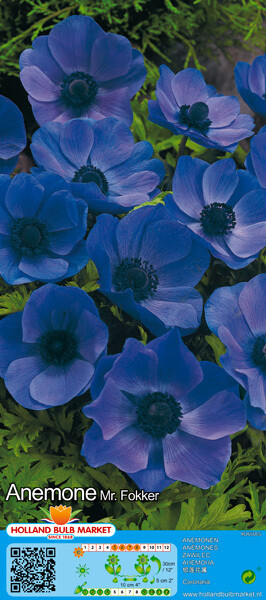 10 Anemone Mr. Fokker