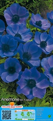 10 Anemone Mr. FOKKER ..plant from now for late spring and early summer colour! See webshop for full range of spring flowering bulbs for planting from now!