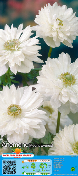 15 Anemone Double Mount Everest Bulbs