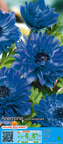 10 Anemone Double Lord Lieutenant Bulbs