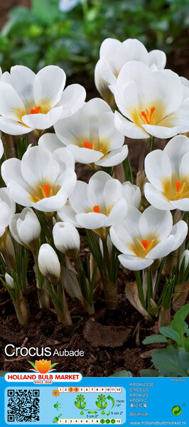 10 Crocus Botanical Aubade