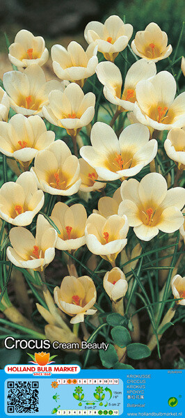 10 Crocus Botanical Cream Beauty