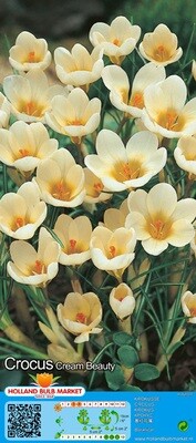 10 Crocus Botanical Cream Beauty