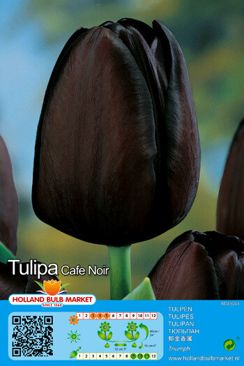 10 Tulip Cafe Noir Bulbs BLACK COFFEE 
