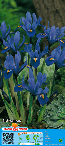 10 Dwarf Iris Reticulata Harmony Bulbs