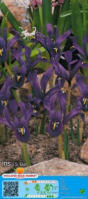 10 Dwarf Iris Reticulata J.S. Dijt Bulbs