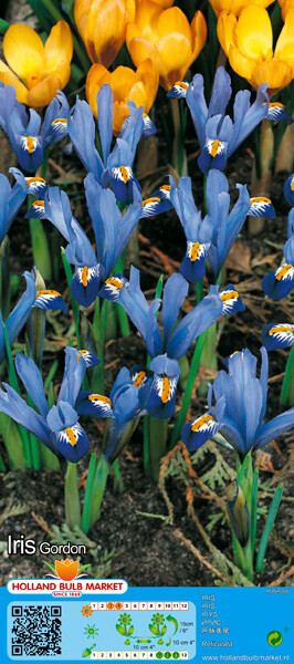 10 Dwarf Iris Reticulata Gordon Bulbs