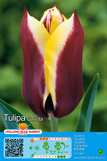 10 Tulipa Triumph Gavota Bulbs