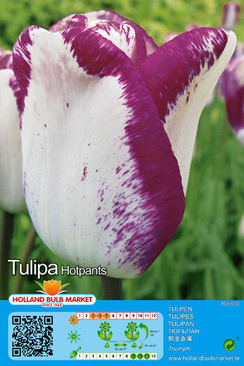 10 Tulip Triumph Hotpants Bulbs